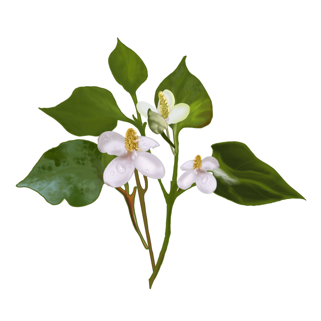 —Pngtree—houttuynia cordata hand drawn plant 5756650