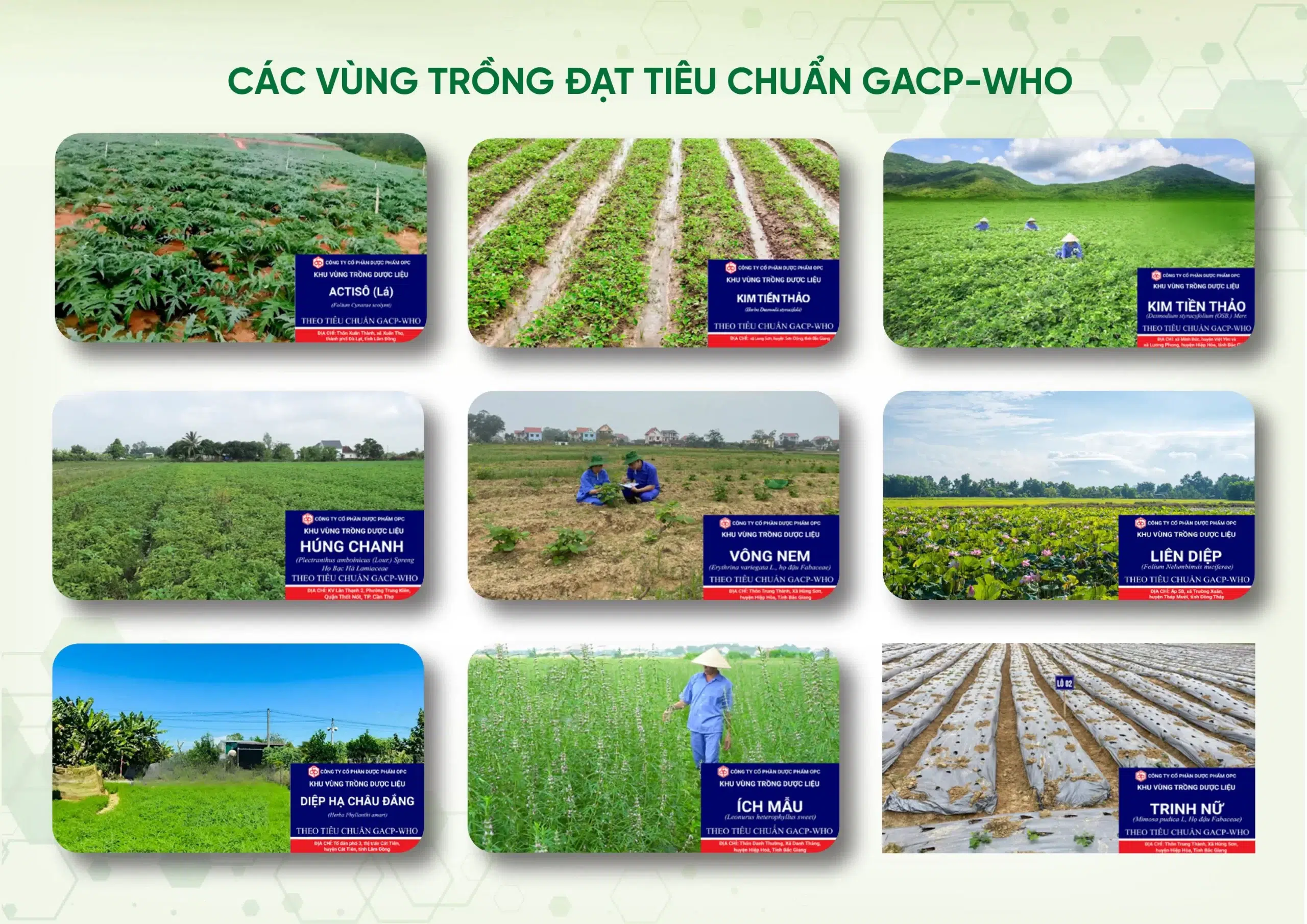 Hành trình xanh OPC