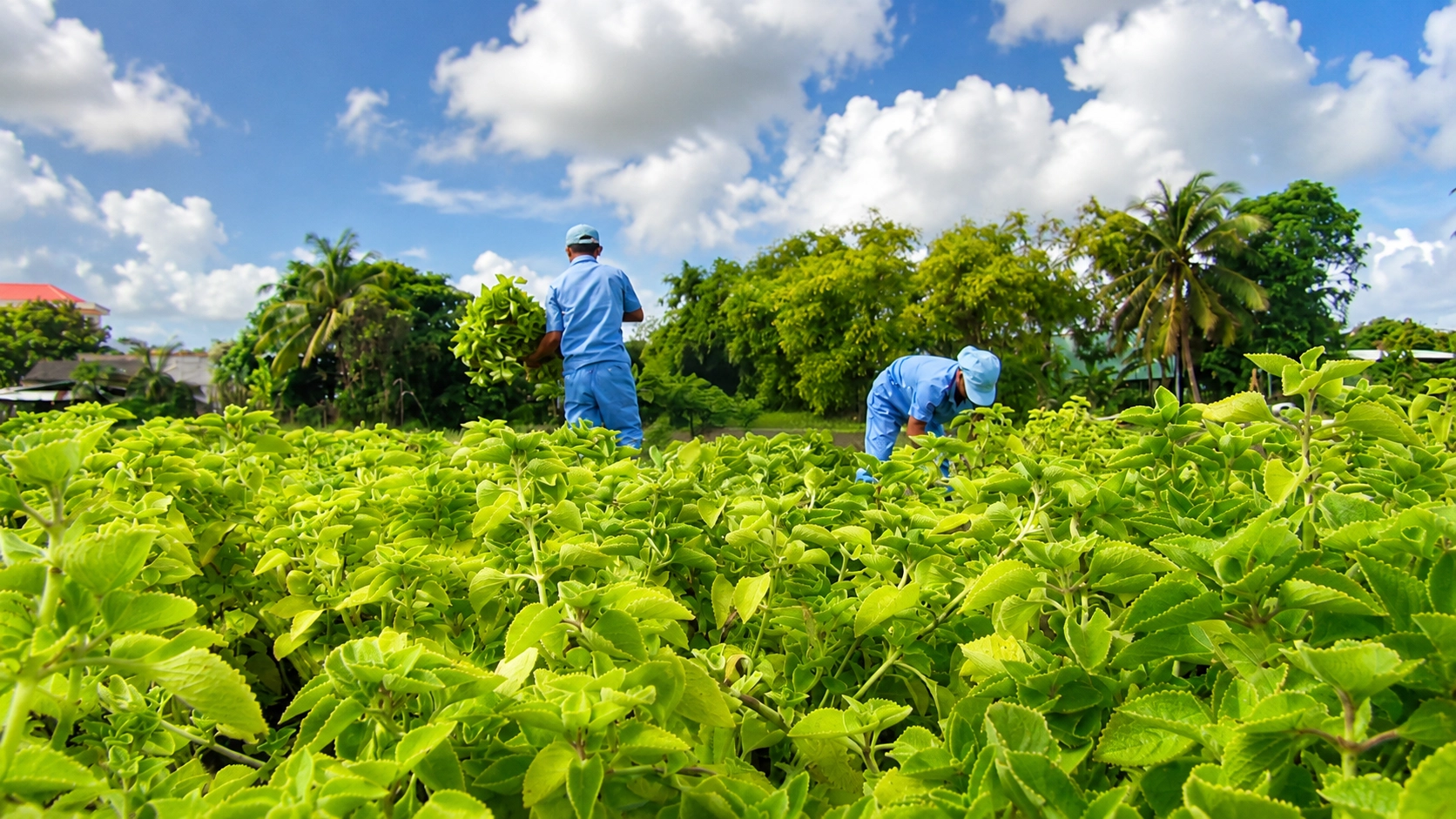 vùng trồng tần dày lá (húng chanh) vùng trồng tần dày lá (húng chanh)